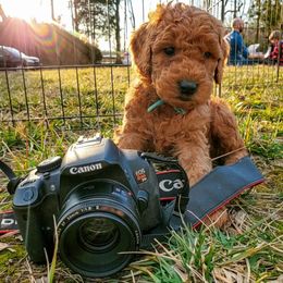 Goldendoodle Puppies from Music City Goldendoodles