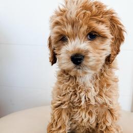 Oliver - Cream male Cockapoo puppy in Preston, Idaho from Rocking JH Pup Co