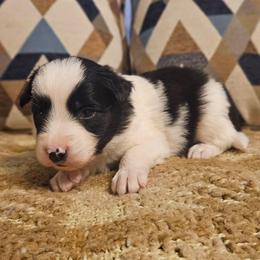 Tonka - Black and white male Border Collie puppy in Dewey, Arizona from Fásach Stockdogs