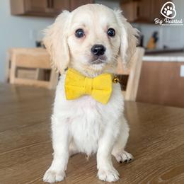 Woody - Cream male Companion Cross puppy in Utah County, Utah from Big Hearted Breeders