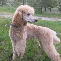 Arlow - Poodle