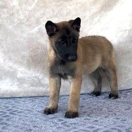 Hot Pink-Shown at 8 weeks - Fawn female Belgian Malinois puppy in Golden Valley, Arizona from Desert Wind Kennels