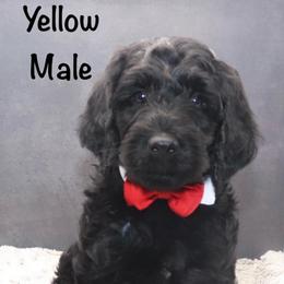 Yellow - Black male Goldendoodle puppy in Maryville, Tennessee from Twin City Doodles