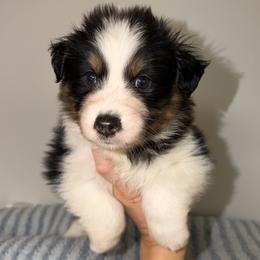 Burrito - Black tri-color male Australian Shepherd puppy in Anniston, Alabama from All Hale Aussies