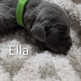 Ella - Blue female Weimaraner puppy in Evart, Michigan from Drehbar Weimaraners