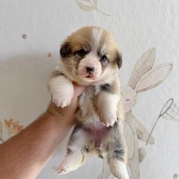 Diana - Fawn female Pembroke Welsh Corgi puppy in Inverness, Florida from Canaan Farm Corgis