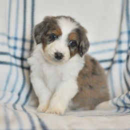 Tank - Blue merle male Aussiedoodle puppy in Delta, Colorado from PTK Ranch
