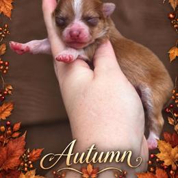 Autumn - Chocolate sable female Pomeranian puppy in Cleveland, Georgia from Sourpatch Pomeranians