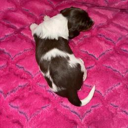 Dachshund Puppies from The Hunters Doxie Den