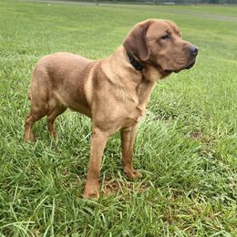 Motley - Labrador Retriever