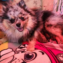 Kaley - Pomeranian