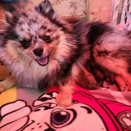 Kaley - Pomeranian
