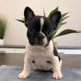 Pied - Black and white female French Bulldog puppy in Smithfield, North Carolina from Roughneck Frenchies