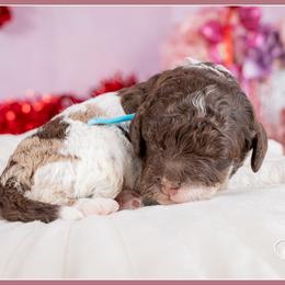 Paddy - Merle male Cockapoo puppy in Connersville, Indiana from Deaz Doodle Ranch