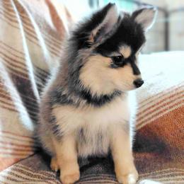Sage (Pink Collar) - Black and white female Pomsky puppy in Kennewick, Washington from Nebula Ranch Pomskies