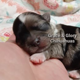 Chihuahua Puppies from Grace & Glory Chihuahuas