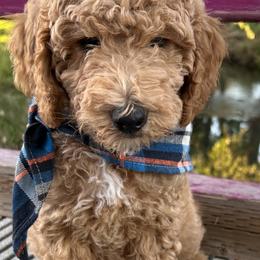 Boy 3 - Goldendoodle puppy in Murray, Utah from Puppy Paws