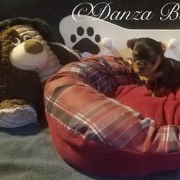 Yorkipoo and Yorkshire Terrier Puppies from Danza Bolo