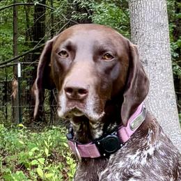 Moo Bear - German Shorthaired Pointer
