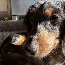 Dachshunds from Spanish Peaks Longhair Mini Dachshunds