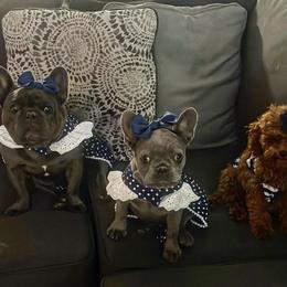 French Bulldog and Poodle All Grown Up from FreshestFrenchies