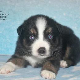 Slinky - Black tri male Miniature Australian Shepherd puppy in Patterson, North Carolina from DreamLine Aussies
