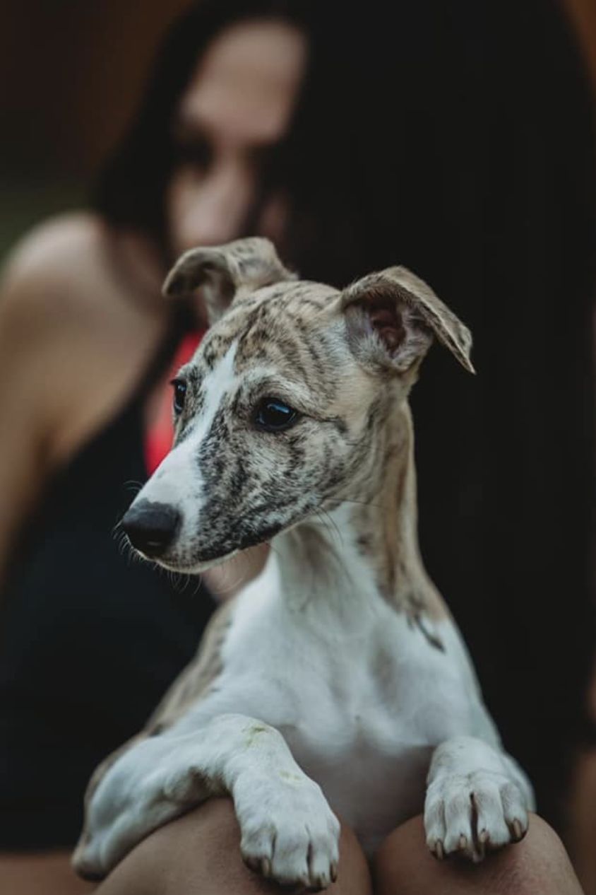 noriSTETSON Whippet ウィペット　タウニー noriSTETSON Whippet ウィペット タウニー STETSON Whippet