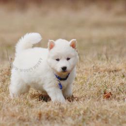 Ice - White male Siberian Husky puppy in Lunenburg, Vermont from SNOW WOOLY HUSKY