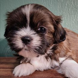 Tramp - Brindle male Shih Tzu puppy in Wolcottville, Indiana from Ducky's Doodles
