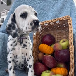 Lunch Box - White and black female Dalmatian puppy in Carlsbad, New Mexico from ECMO Farm Dalmatians & Labrador Retrievers