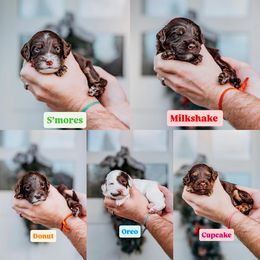 Pick 5 - Chocolate male Australian Labradoodle puppy in Damascus, Oregon from Emma Doodles