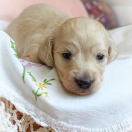 Grace - Cream female Dachshund puppy in Laurel, Mississippi from Kissinger Dachshunds
