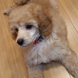 Poodles from Morningstar Poodles