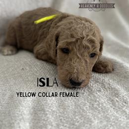 Isla - Apricot female Goldendoodle puppy in Inez, Texas from Heavenly H Doodles