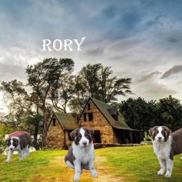 Rory - Red tri-color male Miniature American Shepherd puppy in Garysburg, North Carolina from Schaefer's Miniature American Shepherds