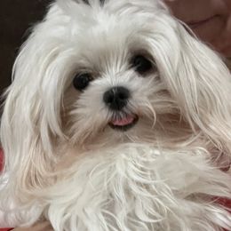 Gizzy - Maltese