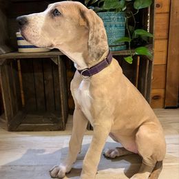 Purple - Merle female Great Dane puppy in Aspers, Pennsylvania from Elja Danes