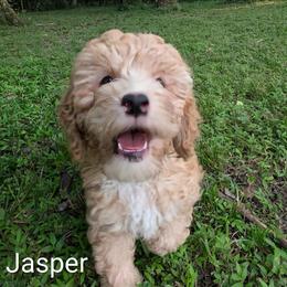 Jasper - Buff male Cockapoo puppy in Sunset, Louisiana from Cano Cockapoos