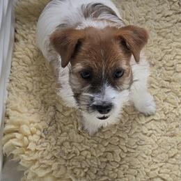 Stars 'N Stripes - White and tan male Russell Terrier puppy in Royal Oaks, California from Rose In Vale Russell Terriers