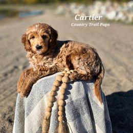 Goldendoodle and Poodle Puppies from Country Trail Pups