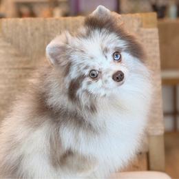 Latte - Pomeranian