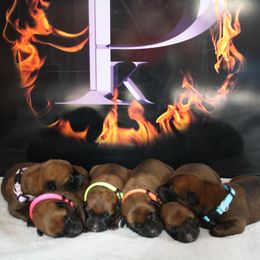 Belgian Malinois Puppies from Pyrex Kennels