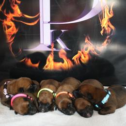 Belgian Malinois Puppies from Pyrex Kennels