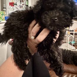Chicken - Black male Poodle puppy in West Jordan, Utah from Mid Sized Maltipoos and More LLC