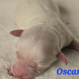 Oscar - White male Havanese puppy in Trinity, Alabama from Tooties Cuties Havanese