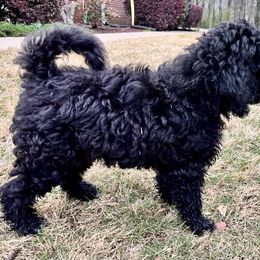 Goldendoodle Puppies from Christi's Goldendoodles