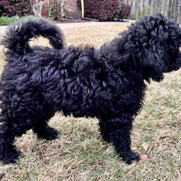 Goldendoodle Puppies from Christi's Goldendoodles