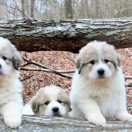 Great Pyrenees and Leonberger Puppies from Easter Acres