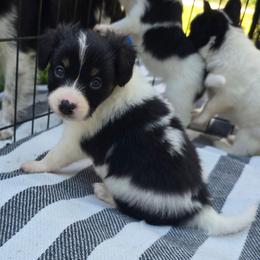Bjorn - White black and tan male Papillon puppy in Hollister, Missouri from Swan Creek Kennel