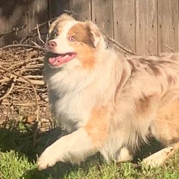 Australian Shepherds from SuperStar K9s